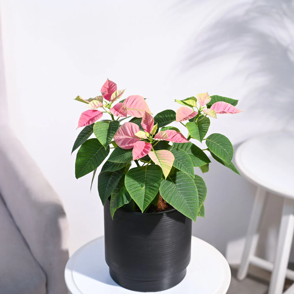 Poinsettia Pink Plant with Oslo Planter - Image 9