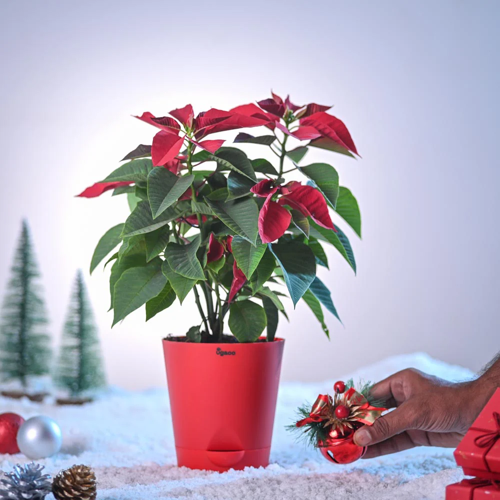 Poinsettia Red Plant for Christmas - Image 5