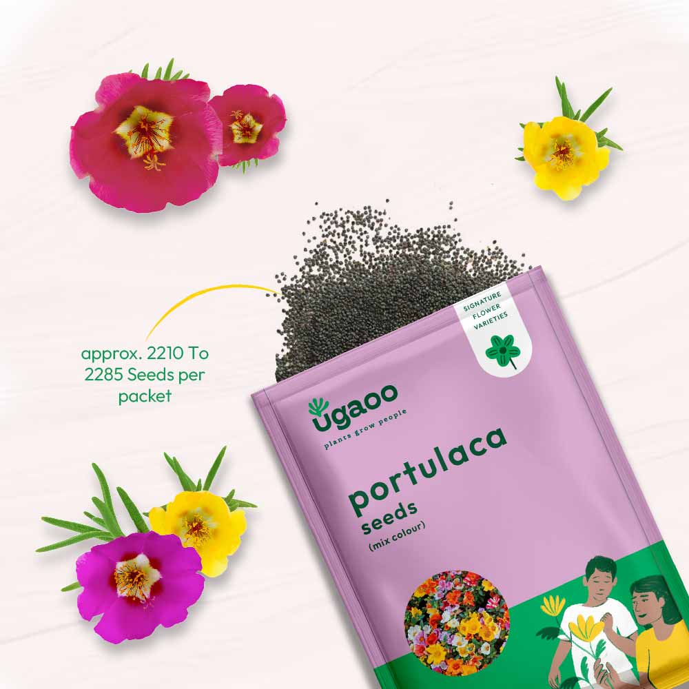 Portulaca Mix Seeds - Image 3