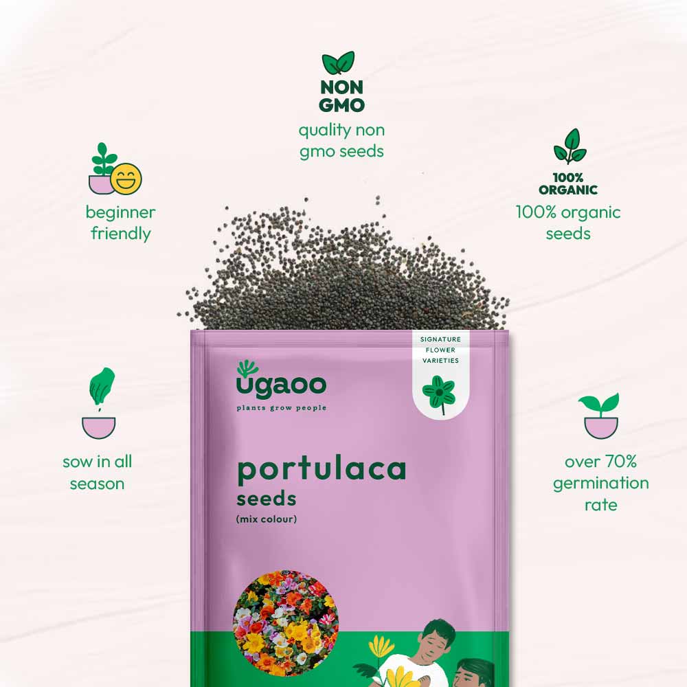 Portulaca Mix Seeds - Image 6