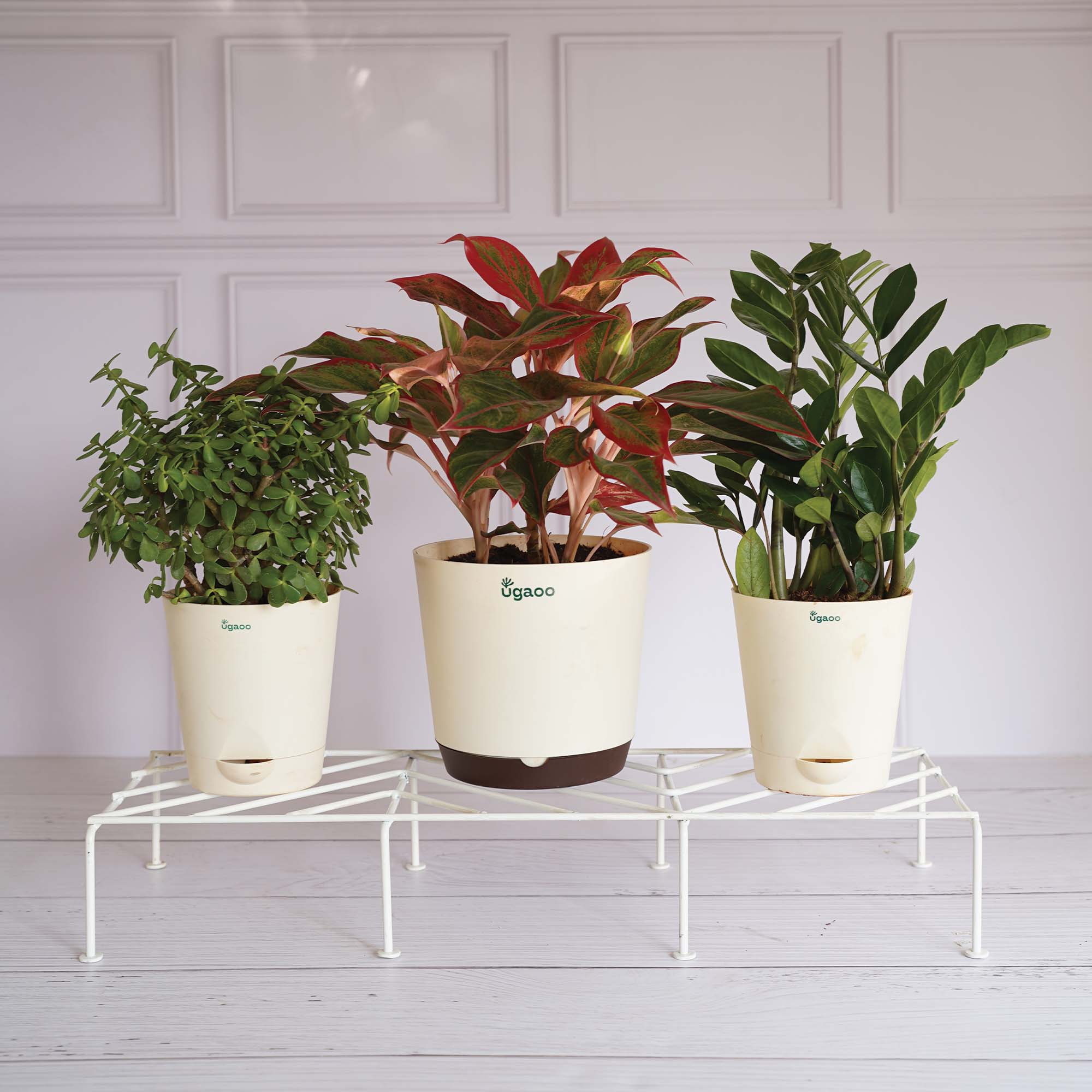 Premium Plants Stand - Image 14