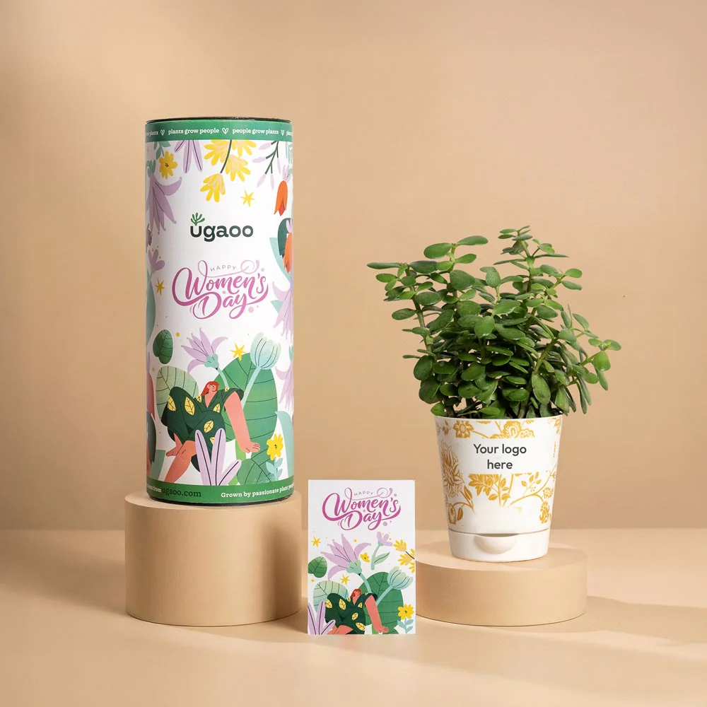 Premium Women’s Day Corporate Plant Gift – Jade Mini