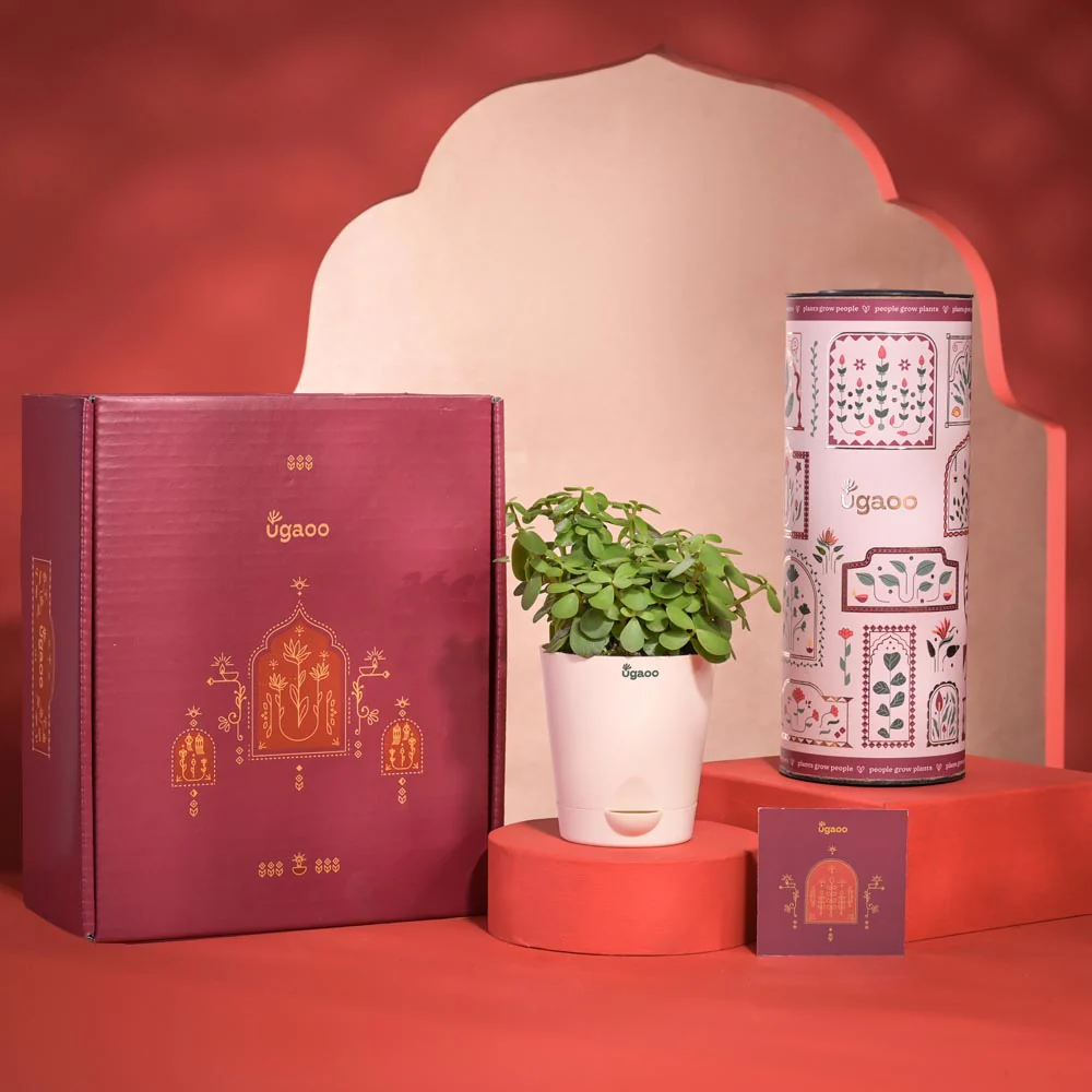 Prosperity Diwali Gift Hamper - Image 14