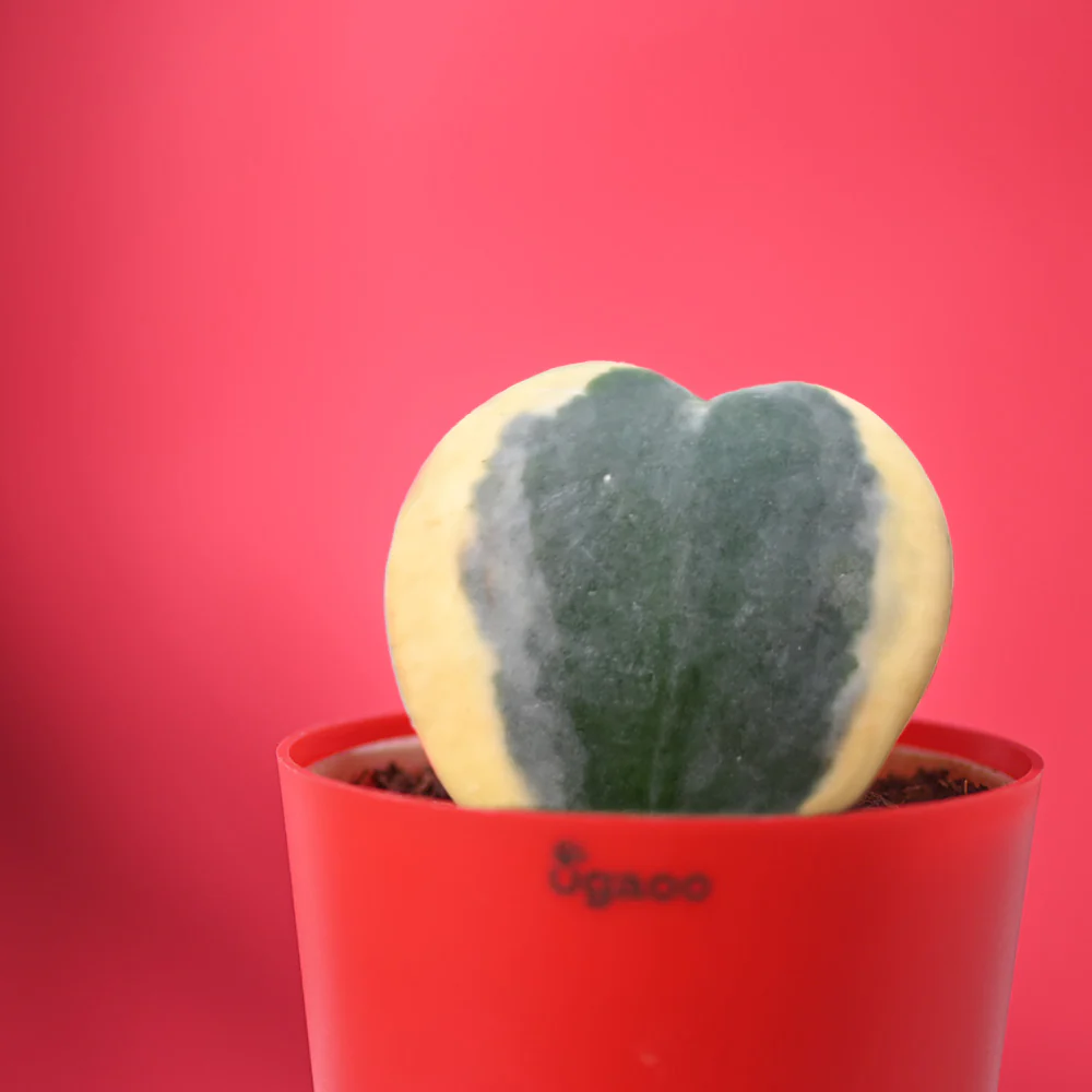 Pure Hearts Hamper - Image 8