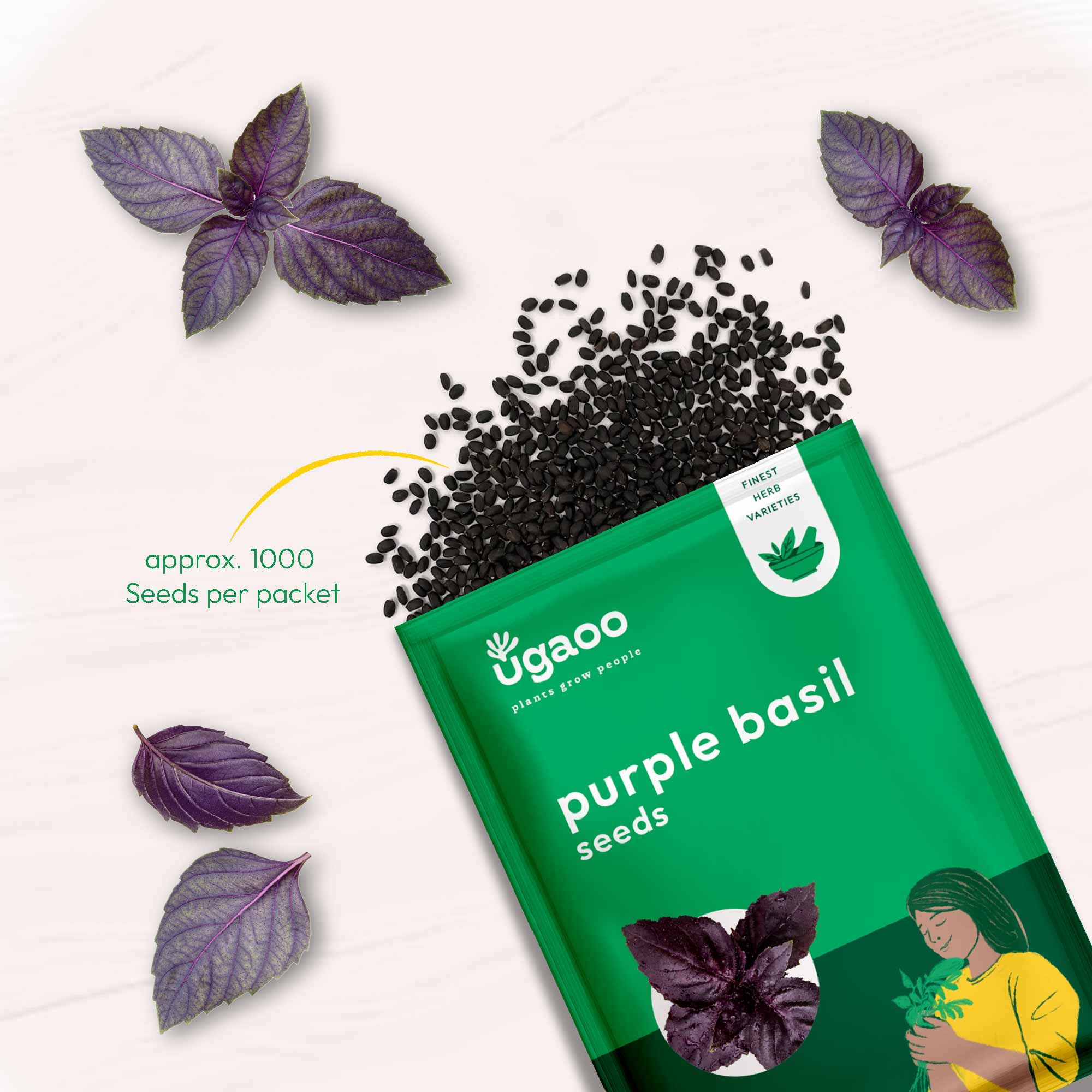 Purple Basil Seeds - Image 3