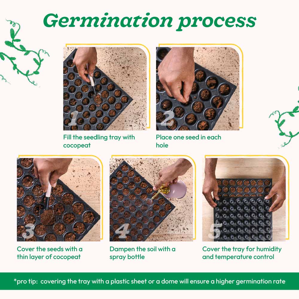 Purple Basil Seeds - Image 4