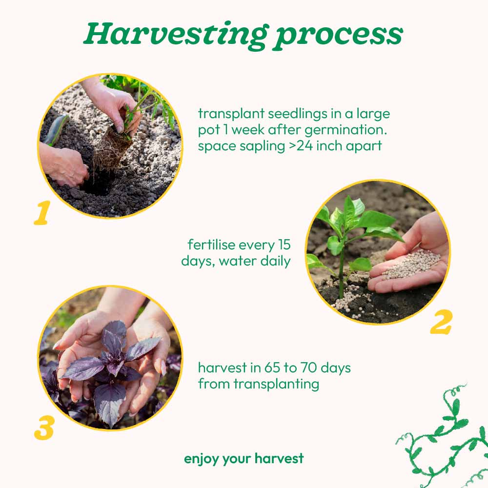 Purple Basil Seeds - Image 5