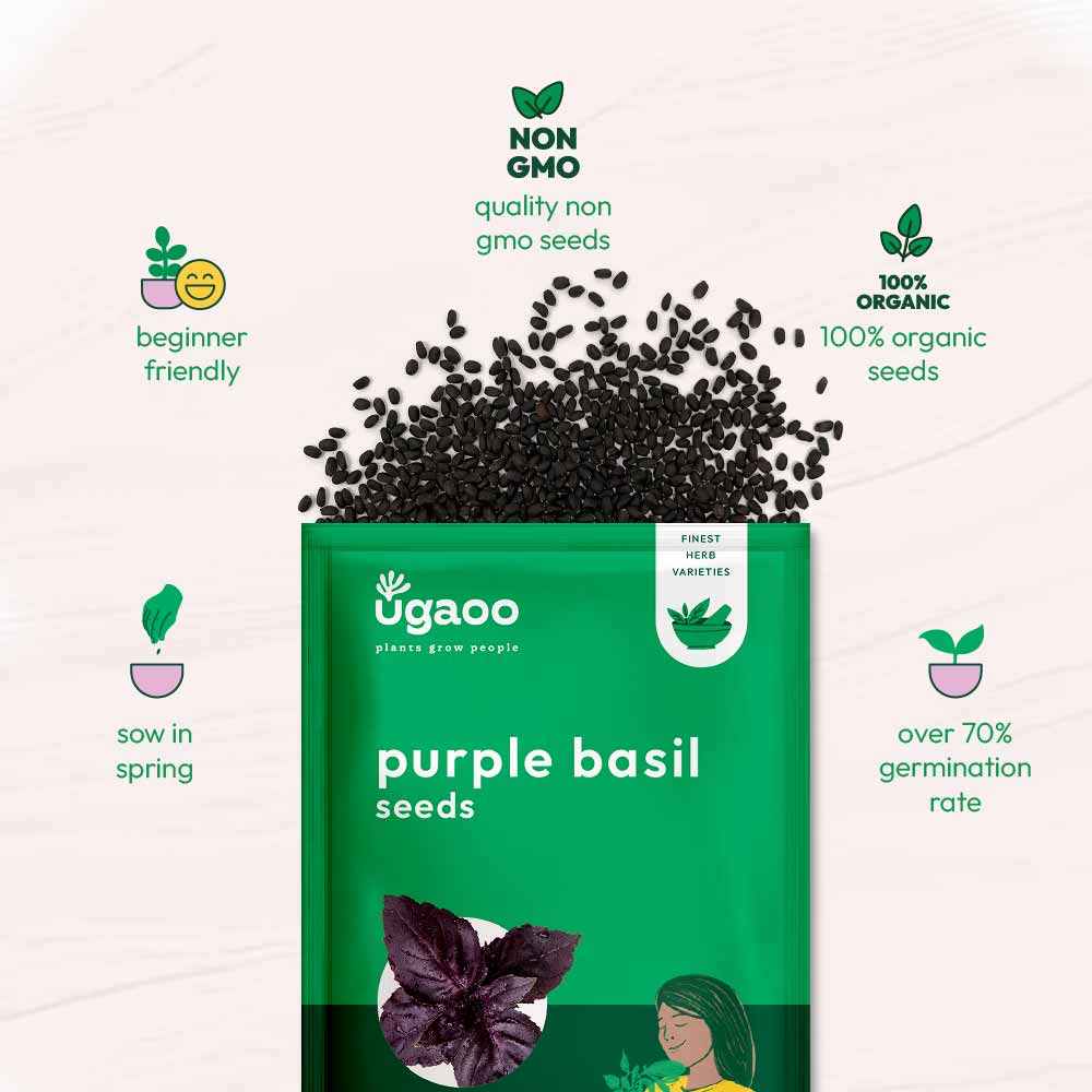 Purple Basil Seeds - Image 6