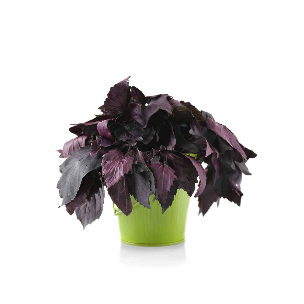 Purple Basil Seeds - Image 9