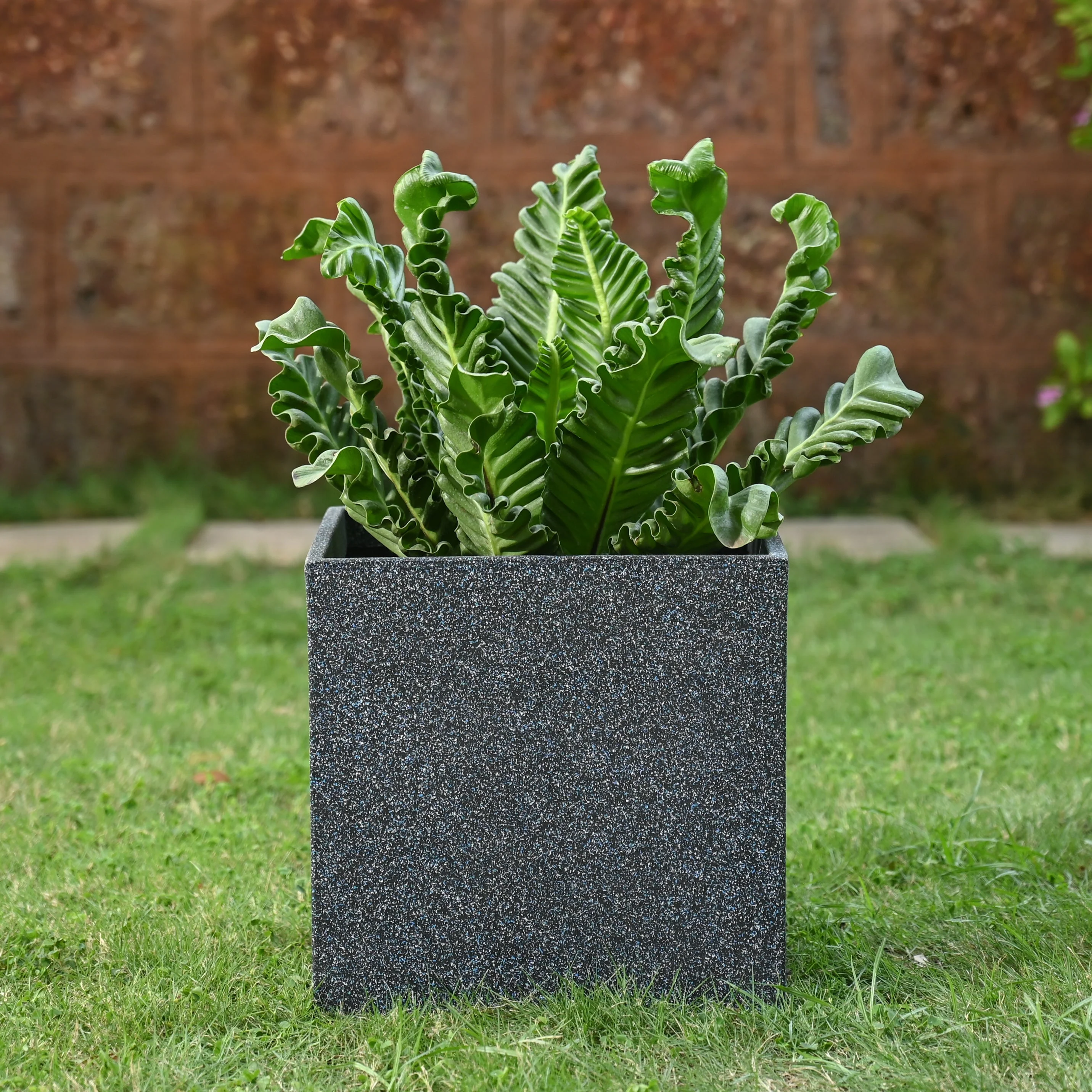 Qubec Planter