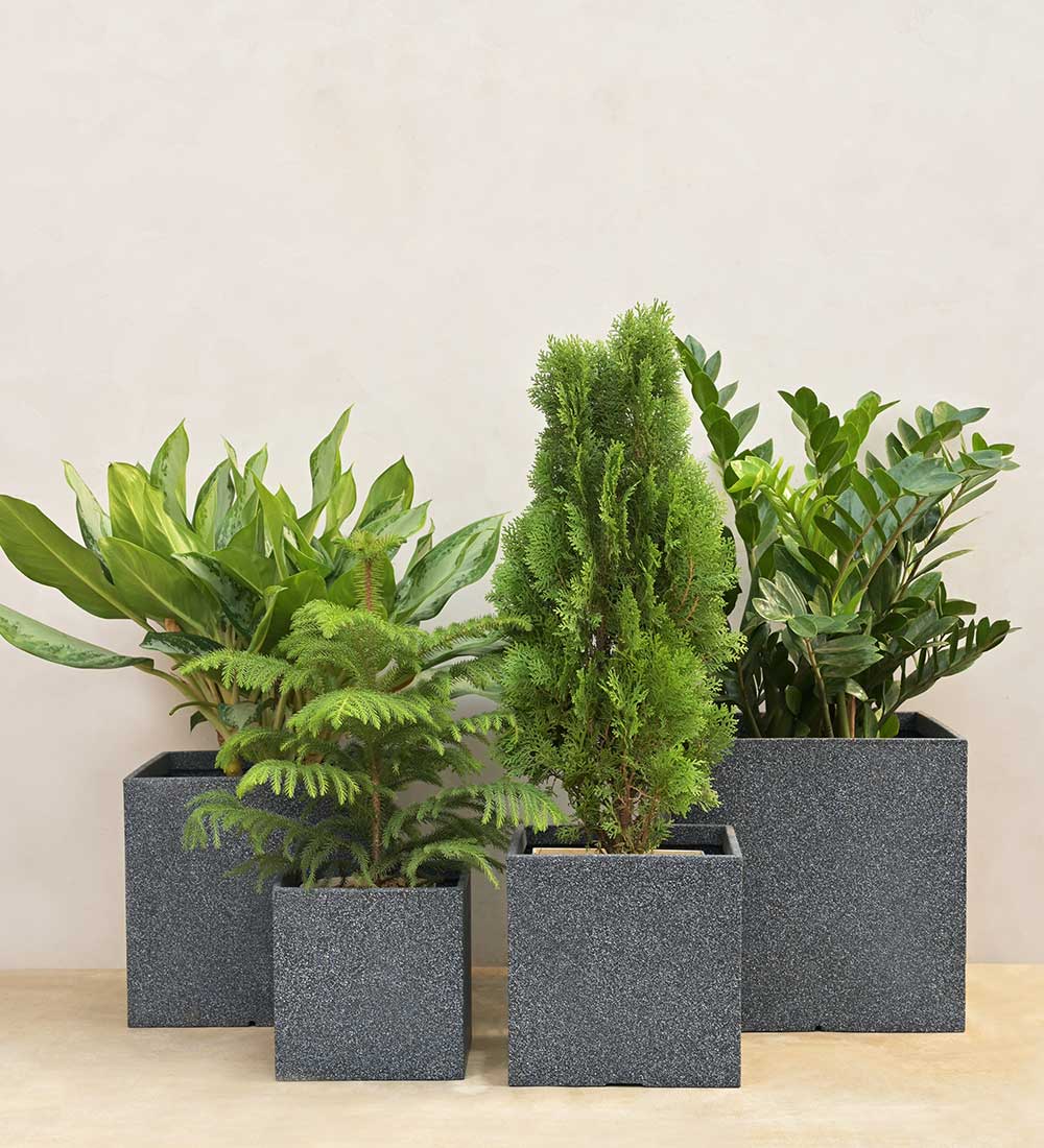 Qubec Planter - Image 12