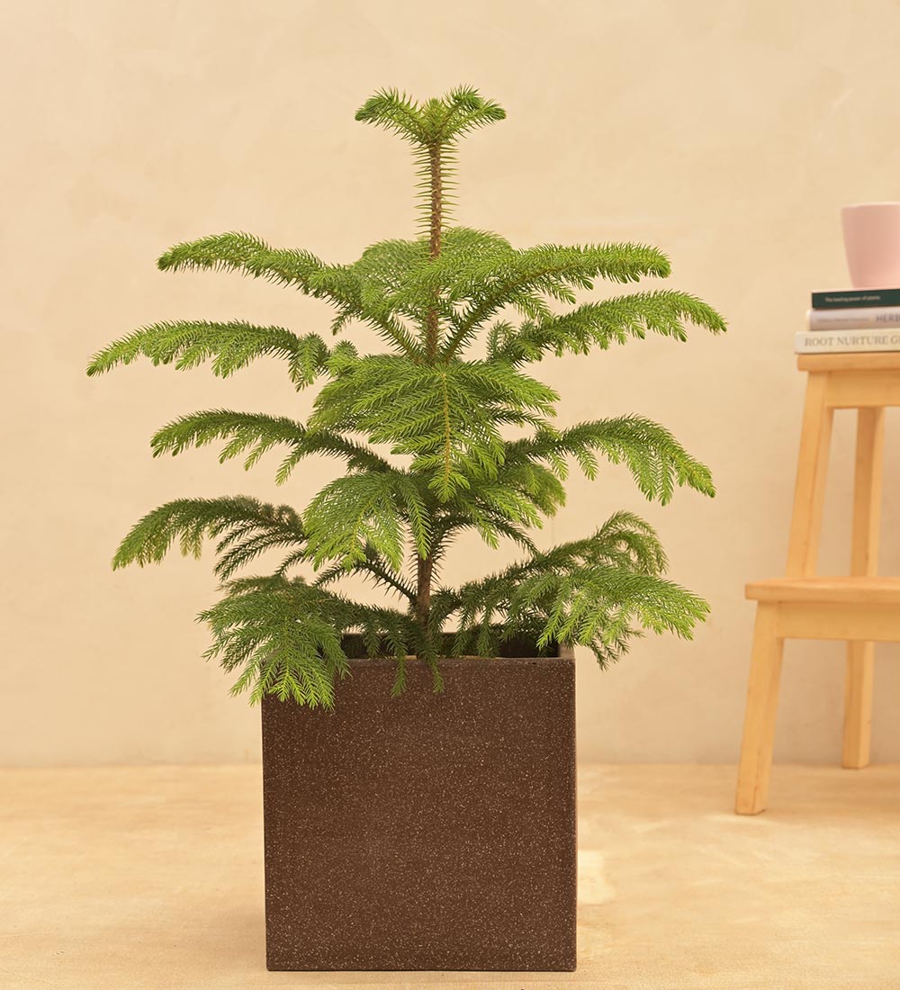 Qubec Planter - Image 2