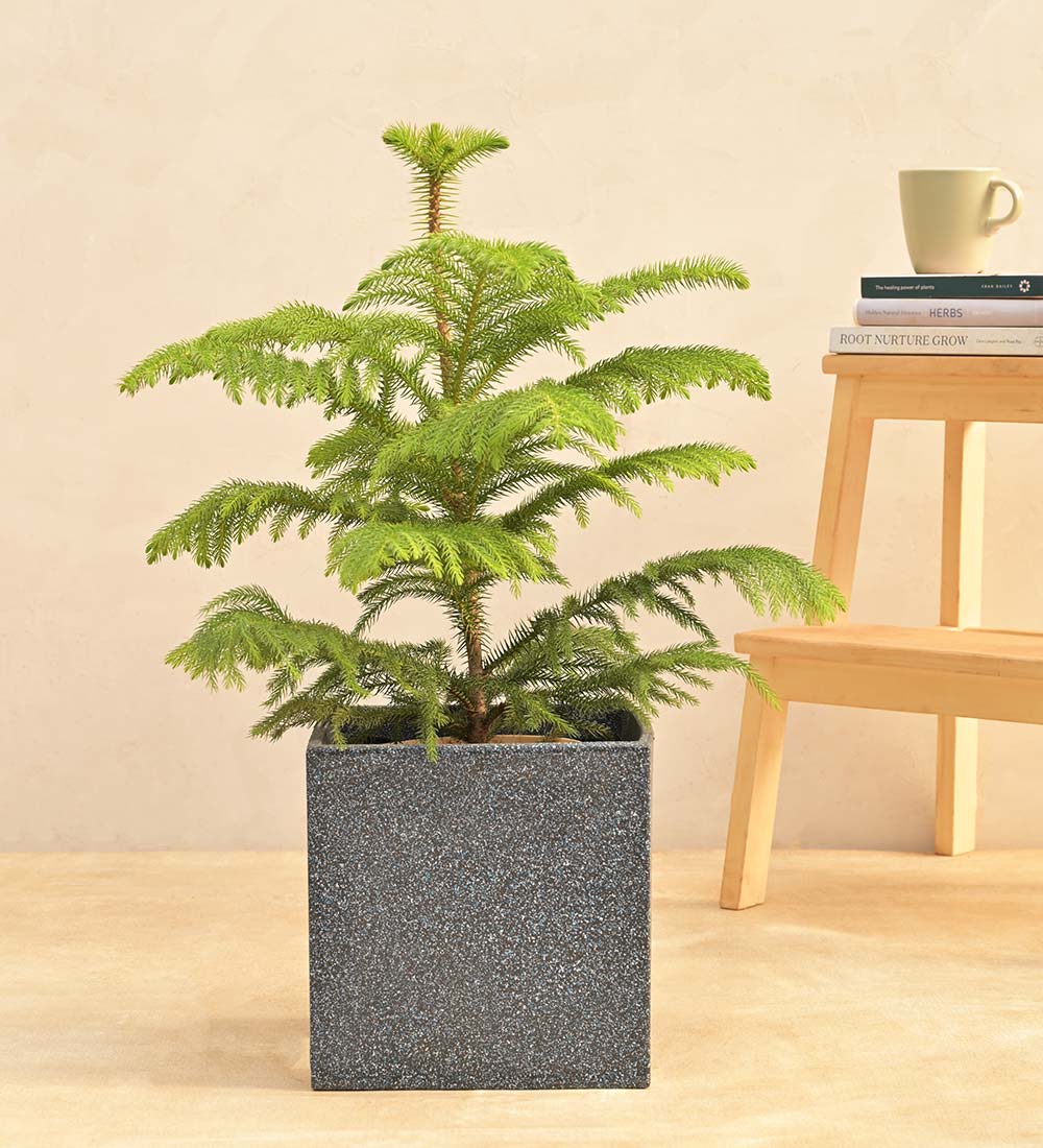 Qubec Planter - Image 7