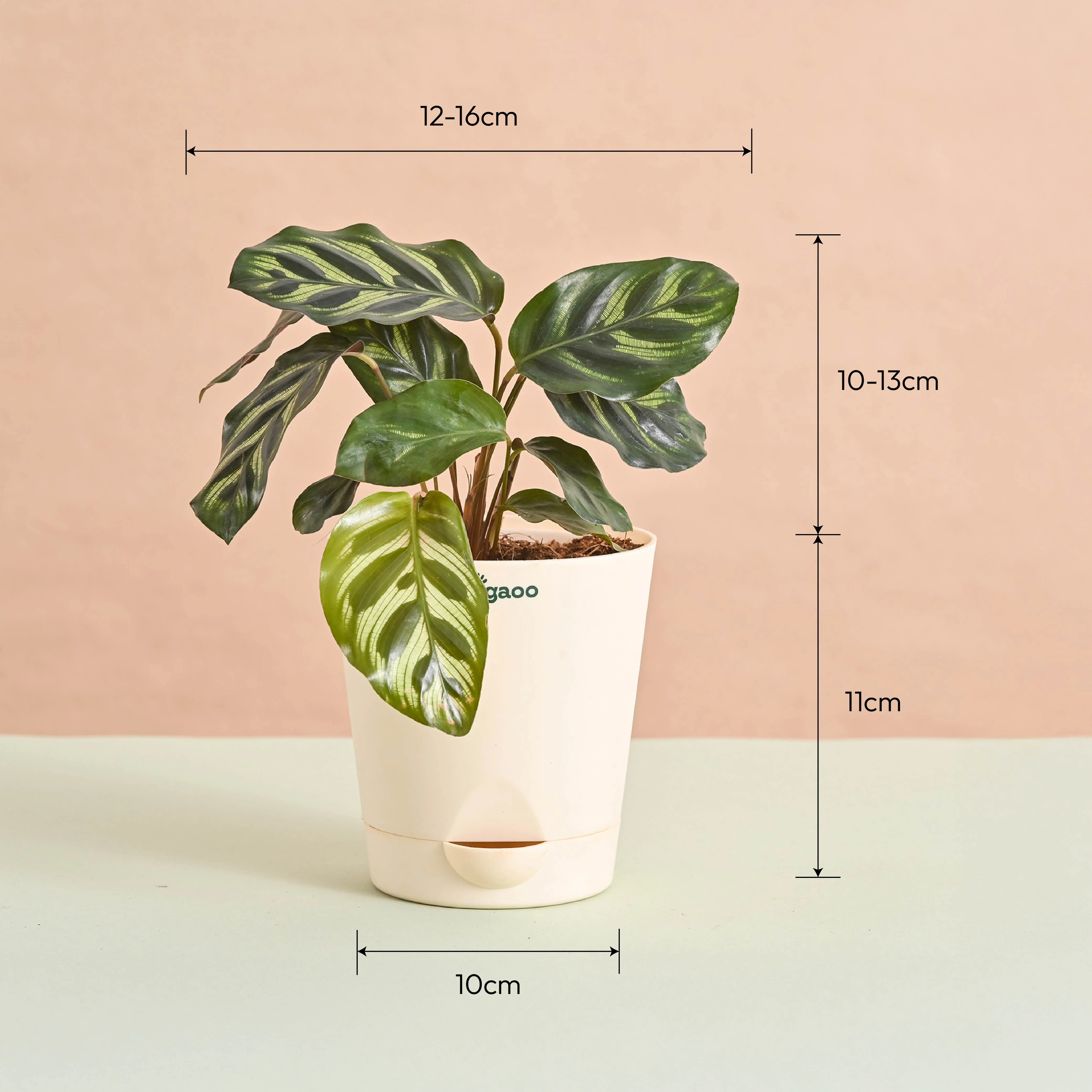 Queen's Canopy Plant Bundle for Women's Day - Image 7