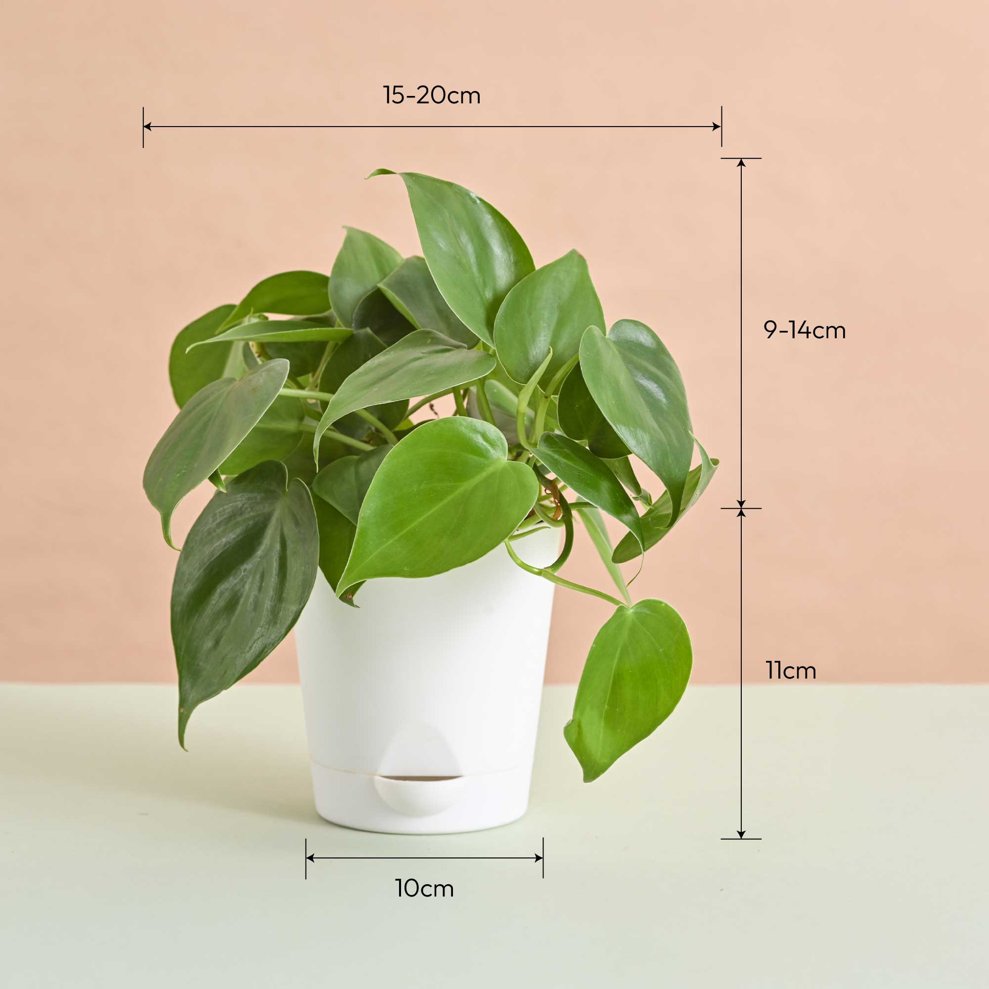 Queen's Canopy Plant Bundle for Women's Day - Image 8