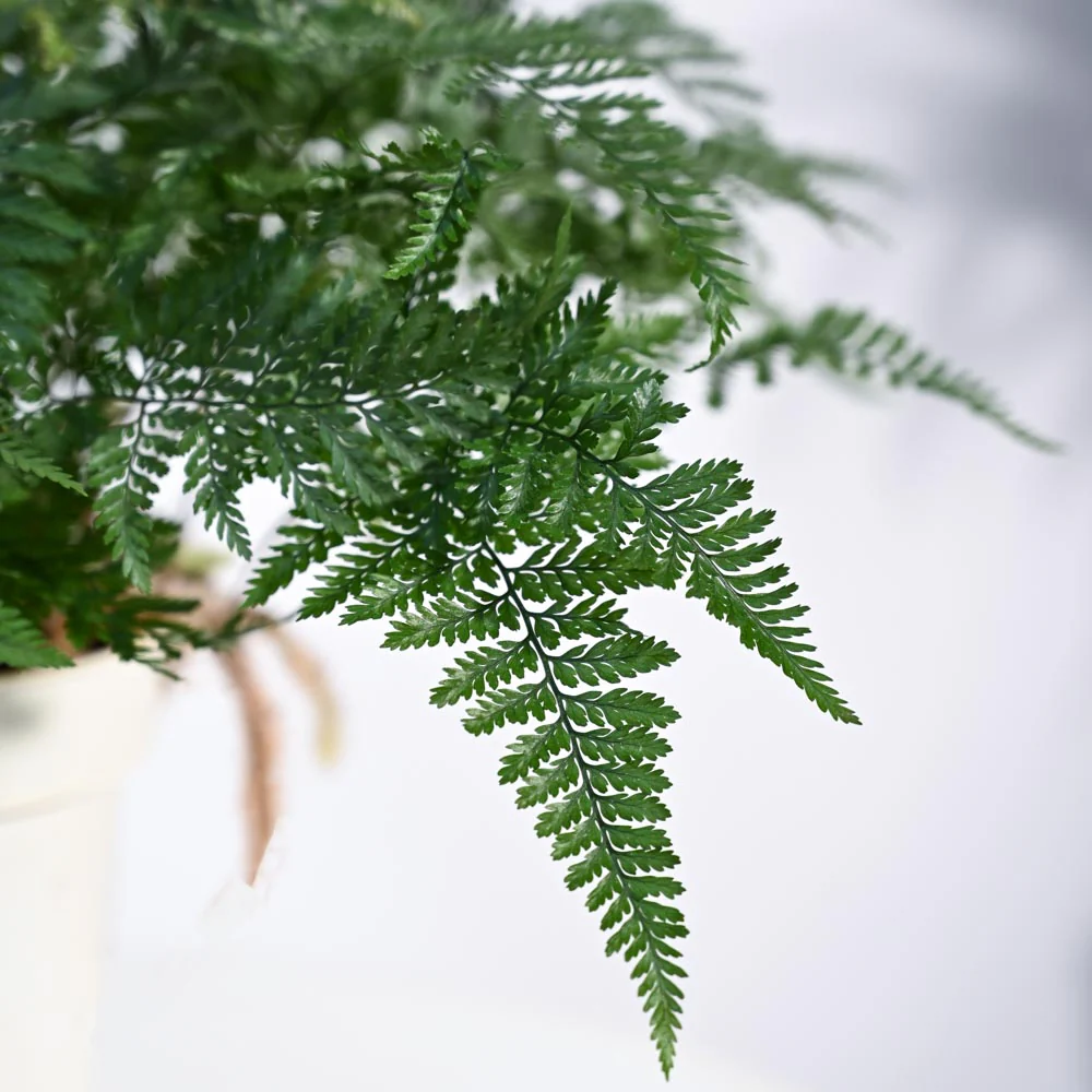 Rabbit's Foot Fern Plant - Image 15