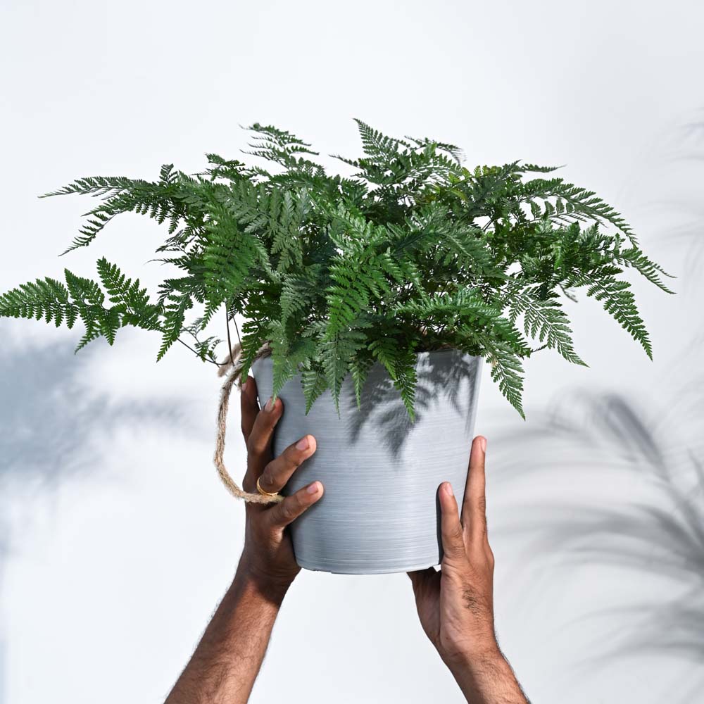 Rabbit's Foot Fern Plant - Image 41
