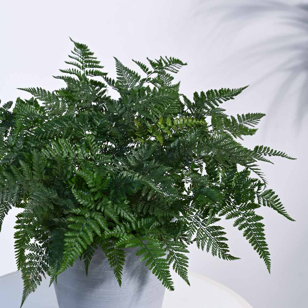 Rabbit's Foot Fern Plant - Image 5
