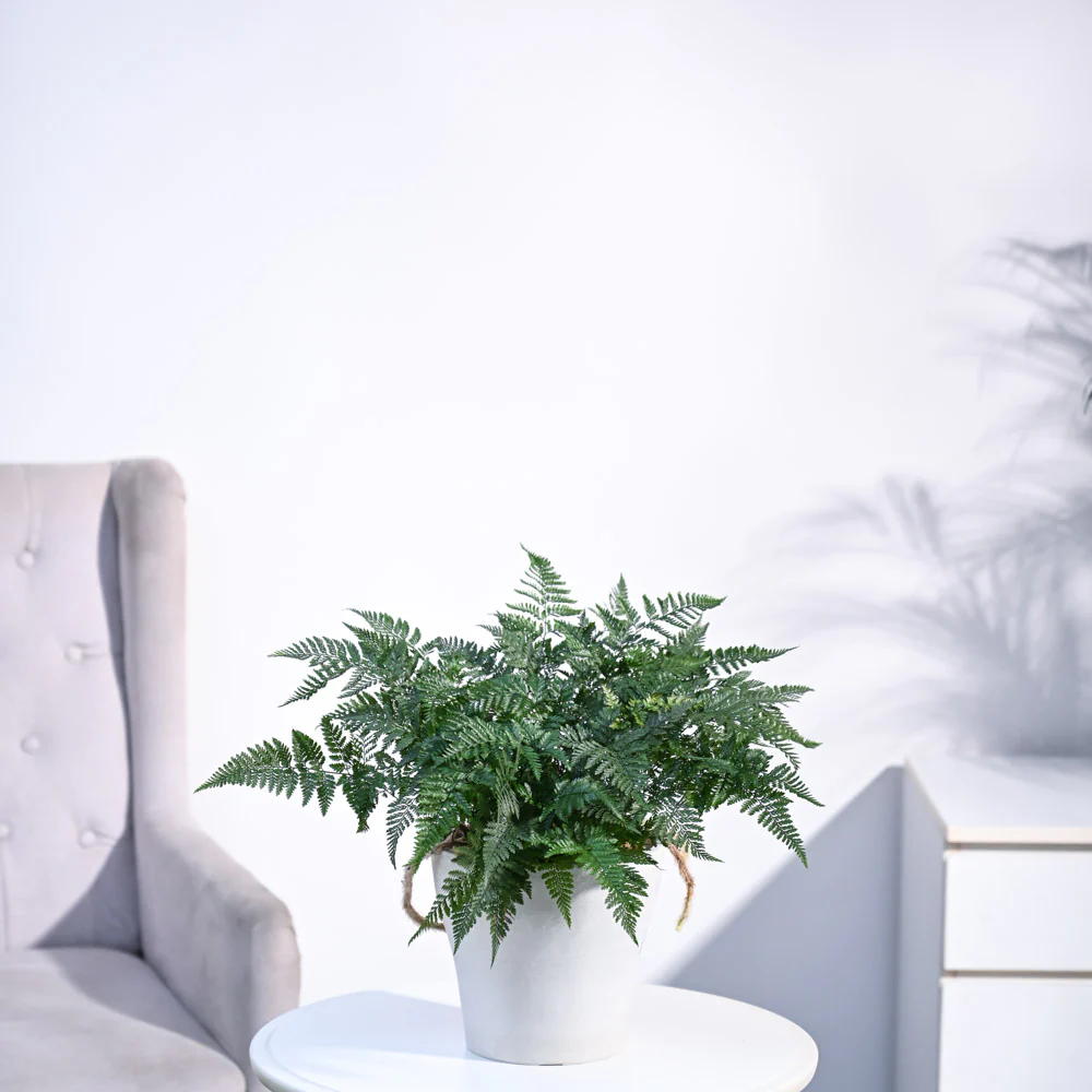 Rabbit's Foot Fern Plant - Image 50