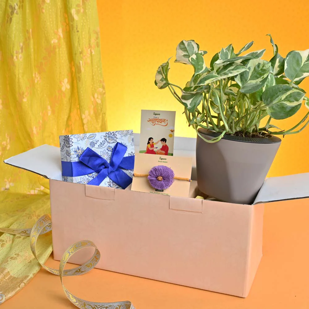 Rakhi Gift for Brother - Money Plant N_Joy with Chocolate Box - Image 7