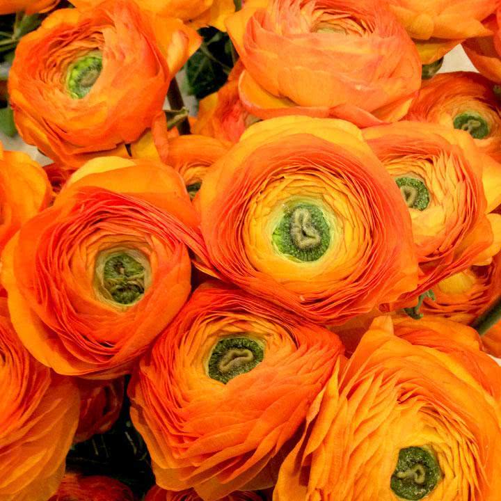 Ranunculus Orange Bulbs - Image 2