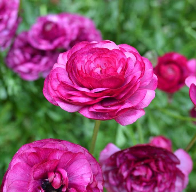 Ranunculus Pink Bulbs - Image 2
