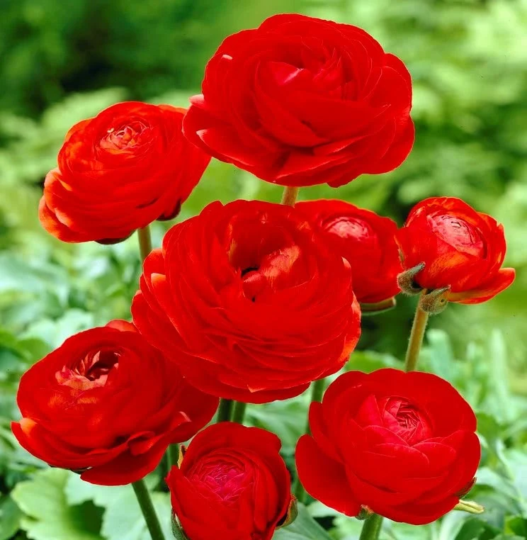 Ranunculus Red Bulbs - Image 2
