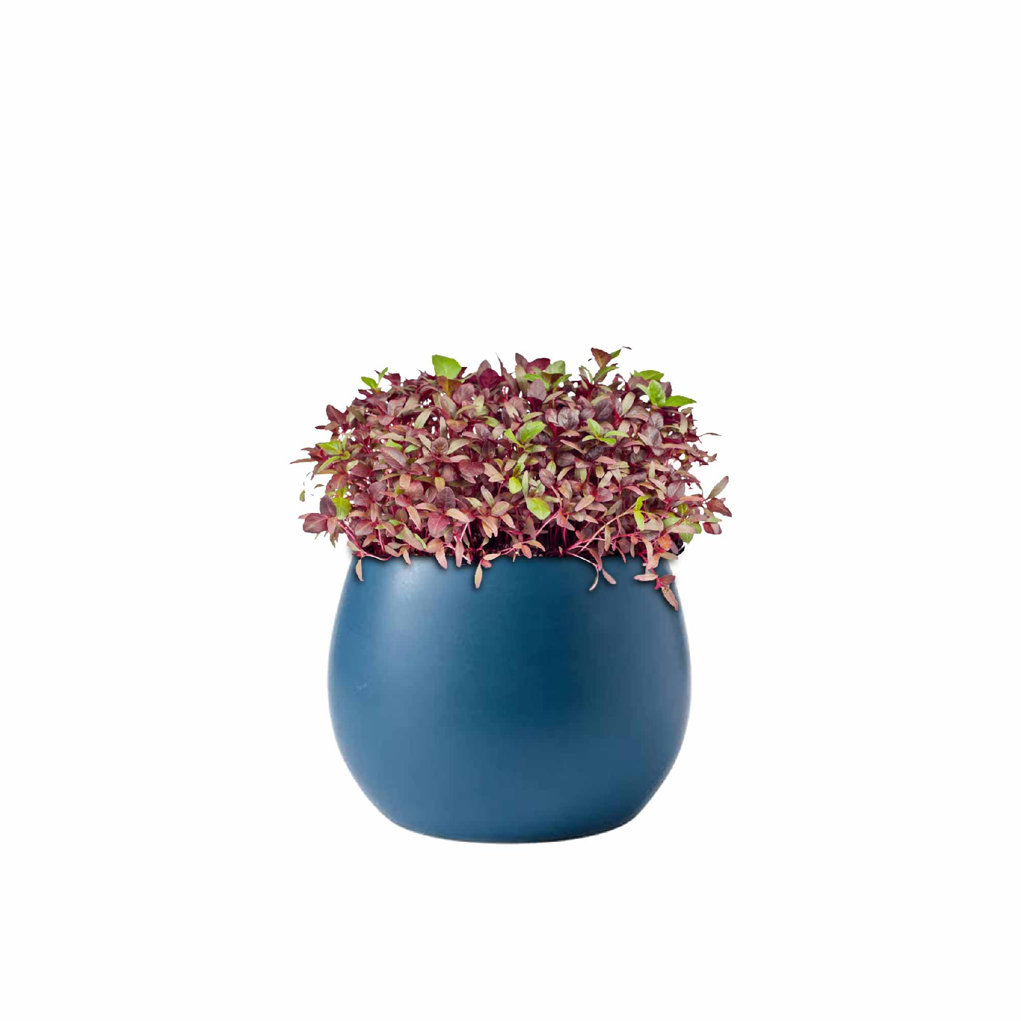 Red Amaranthus Seeds (Red Math) - Image 9