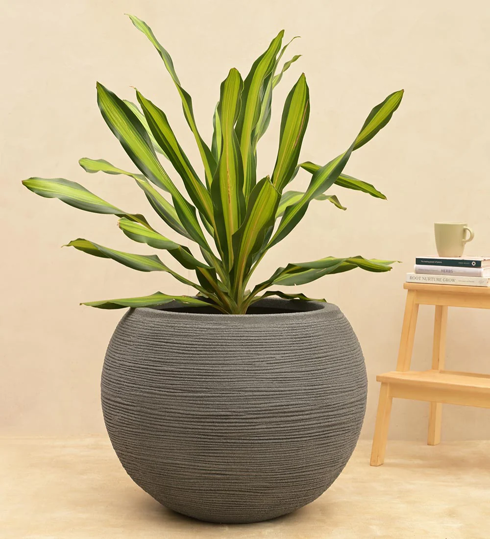 Rib Bowl Planter - Image 16