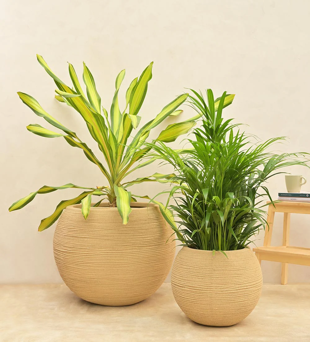 Rib Bowl Planter - Image 21