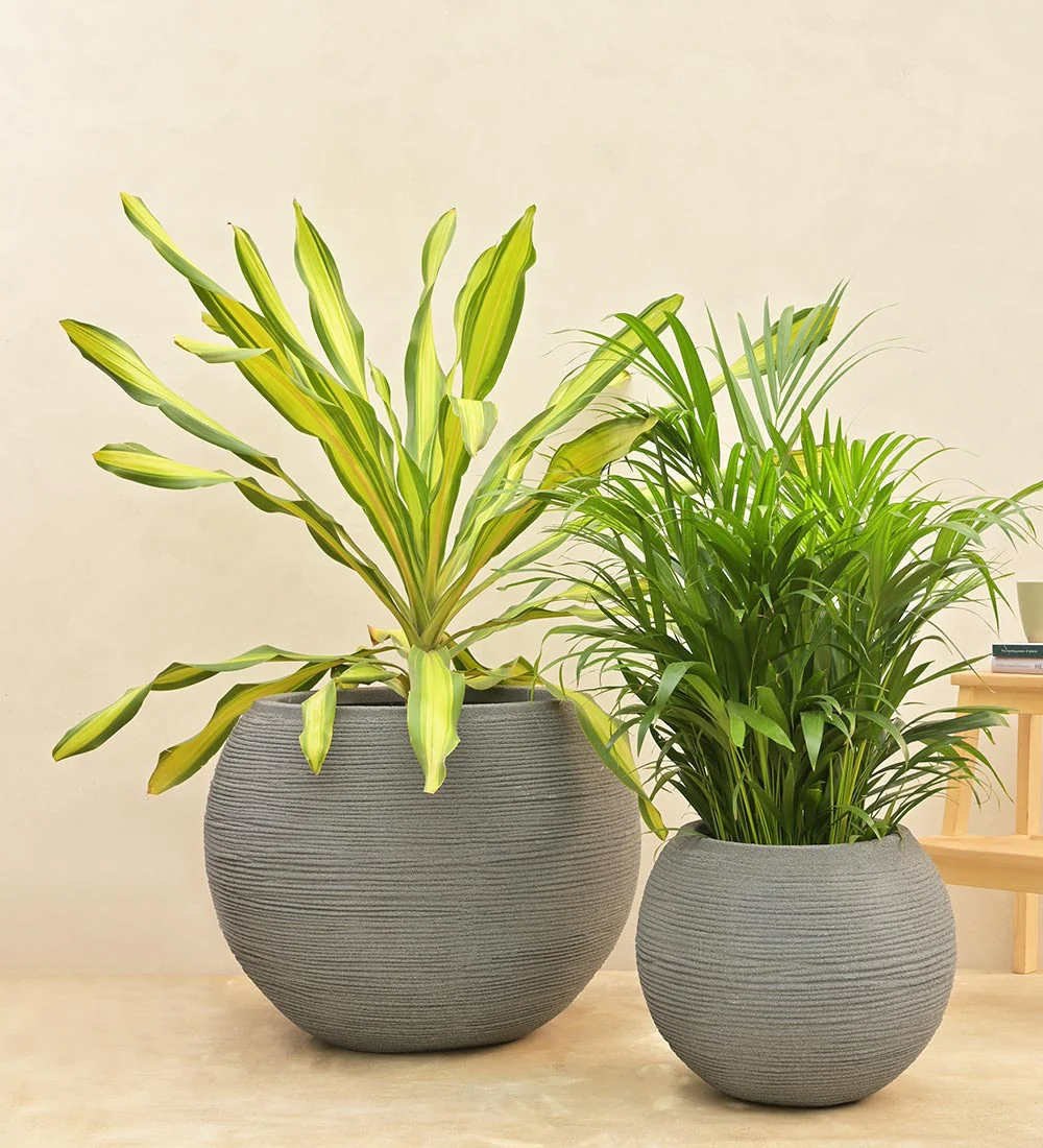 Rib Bowl Planter - Image 26