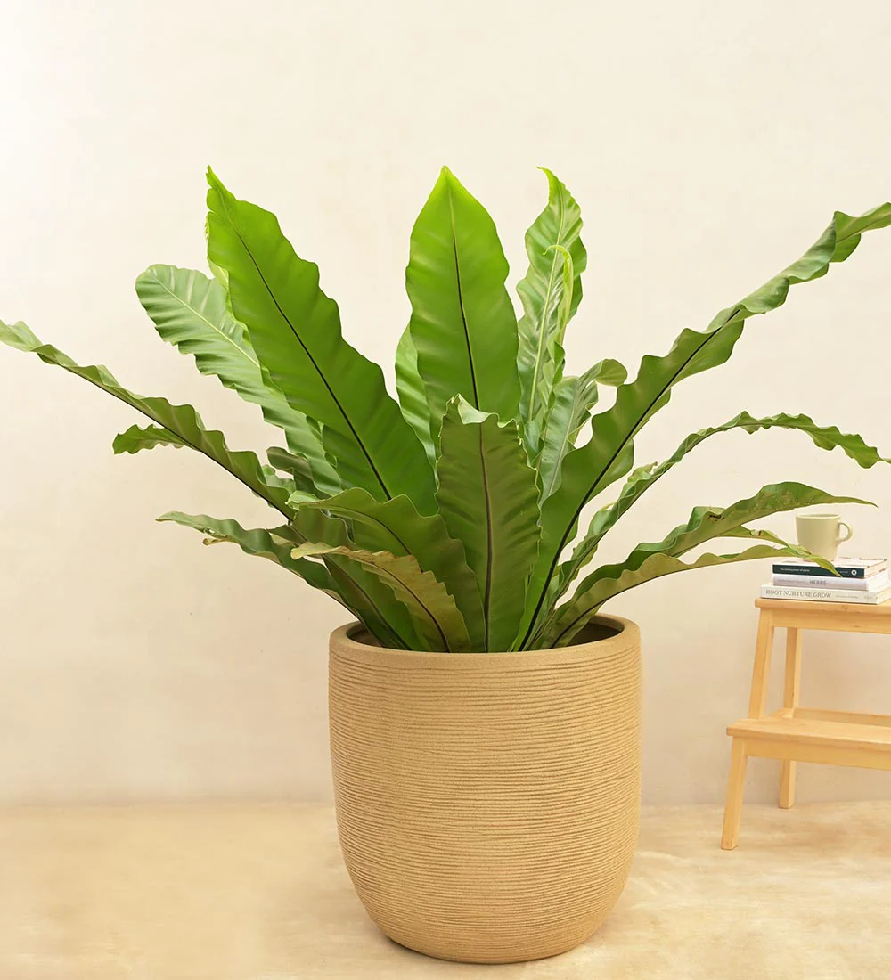 Rib Short Planter - Image 21