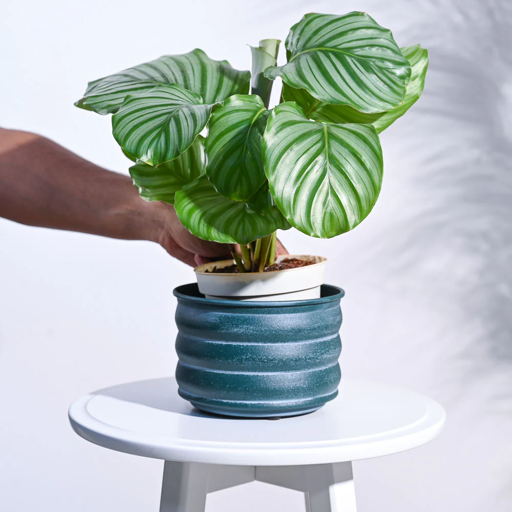 RidgeCraft Cylindrical Planter - Image 5