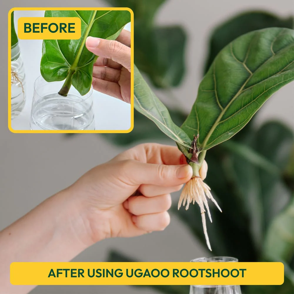 Rooting Hormone Powder - 50 g - Image 5
