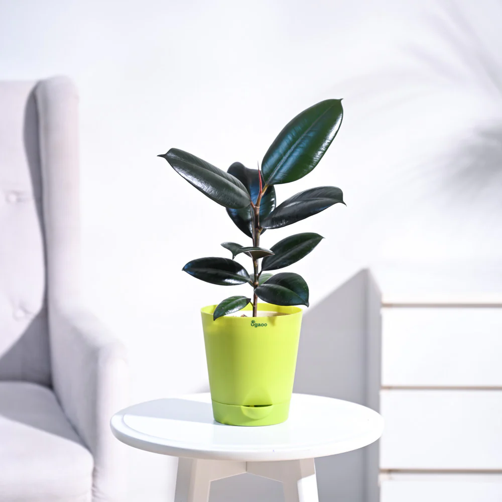 Rubber Plant - Image 10