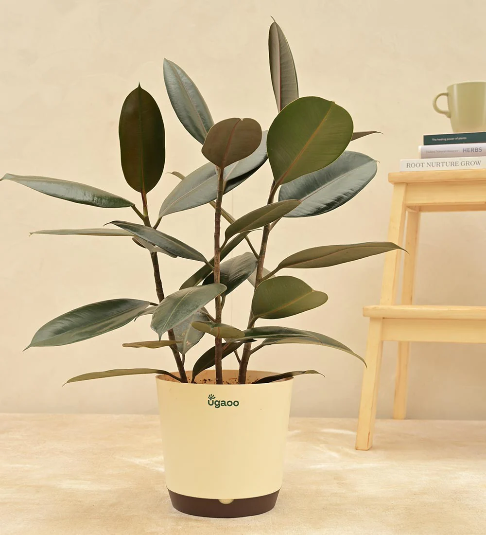 Rubber Plant - Image 3