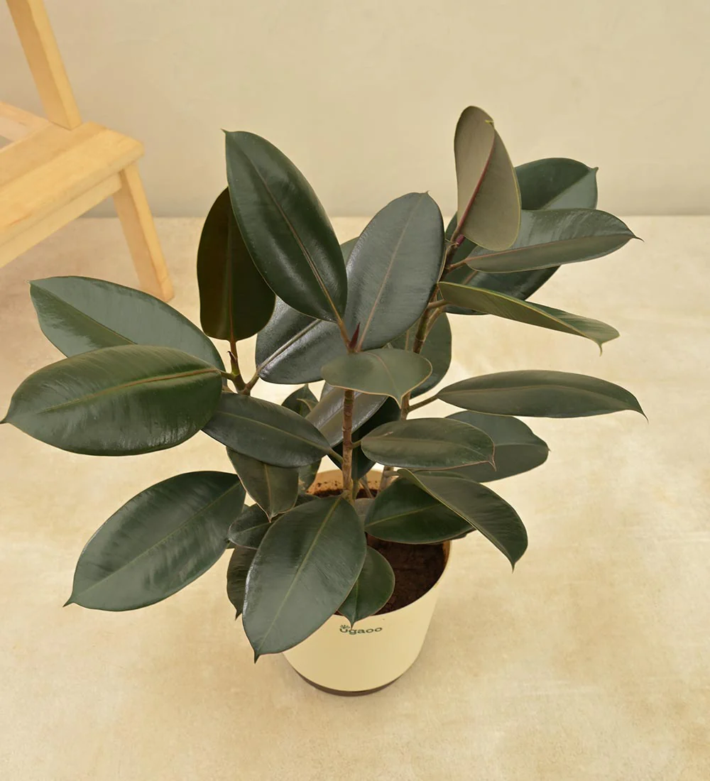 Rubber Plant - Image 4