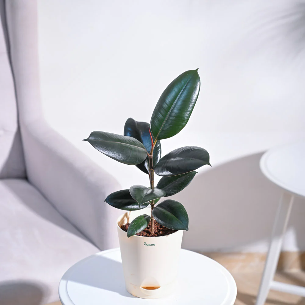 Rubber Plant - Image 42