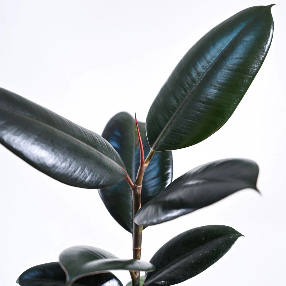 Rubber Plant - Image 44