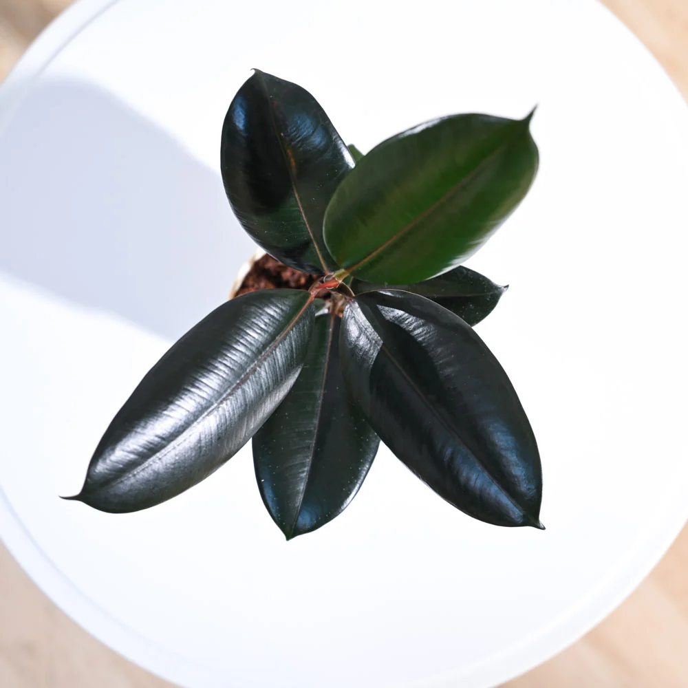 Rubber Plant - Image 45