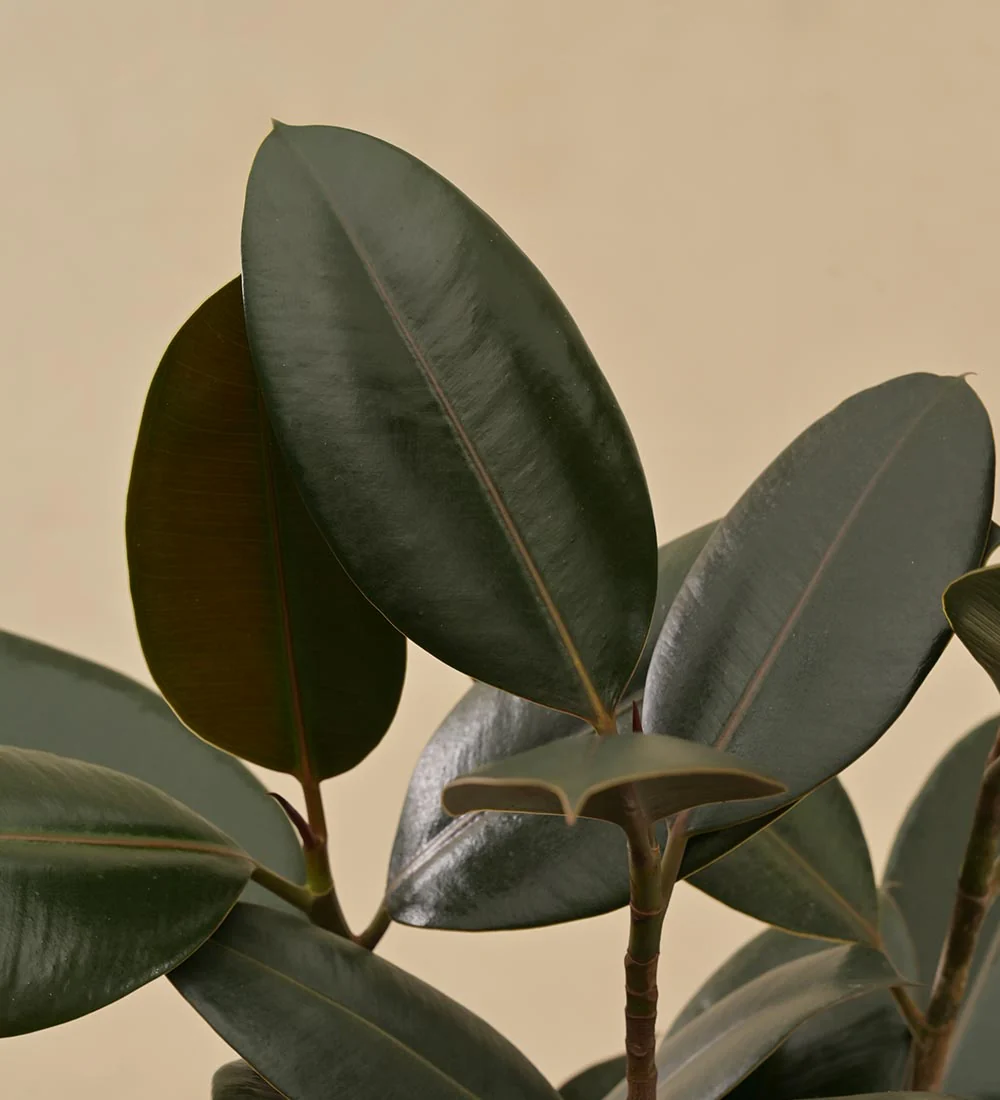 Rubber Plant - Image 5