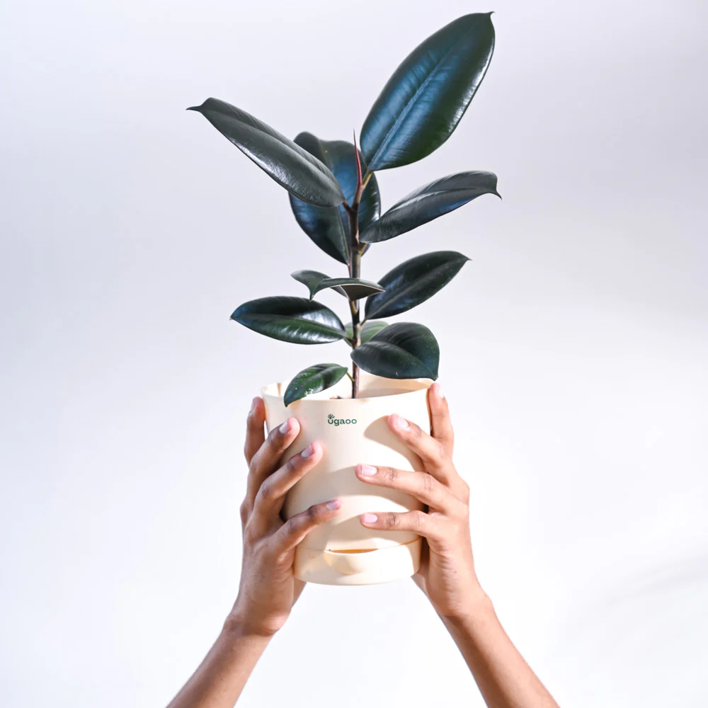 Rubber Plant - Image 55