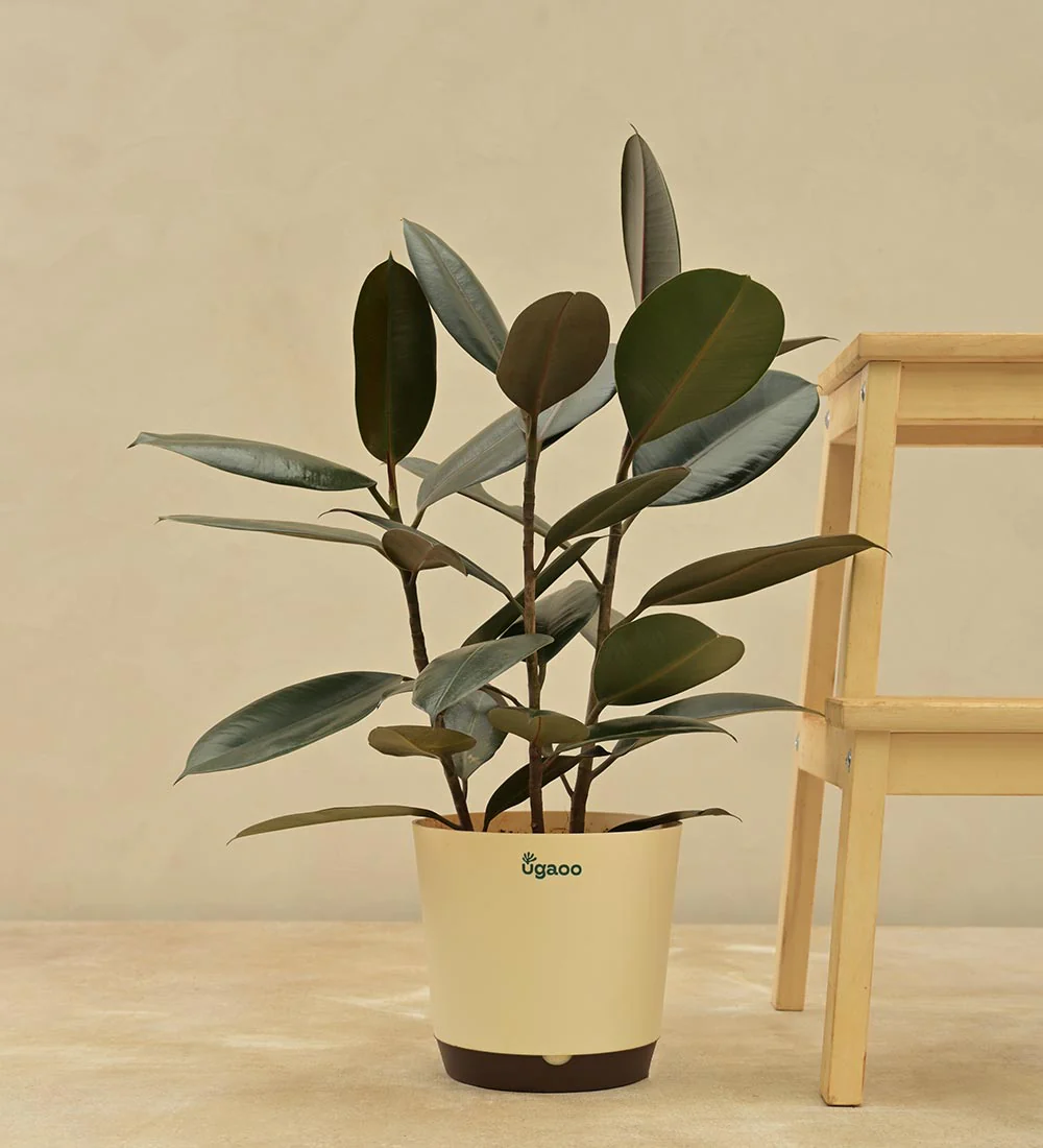 Rubber Plant - Image 6