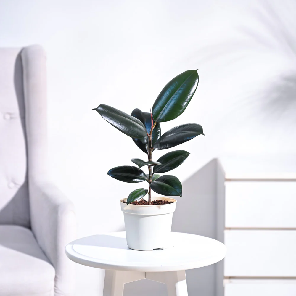 Rubber Plant - Image 7