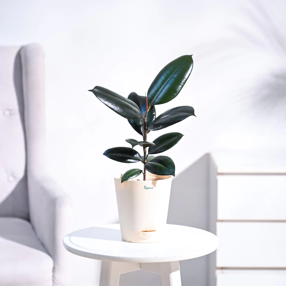 Rubber Plant - Image 8