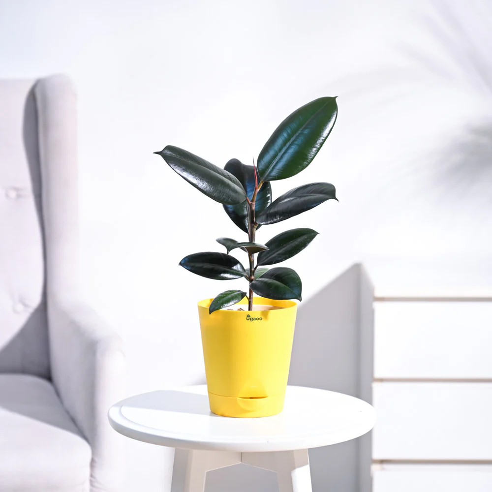 Rubber Plant - Image 9