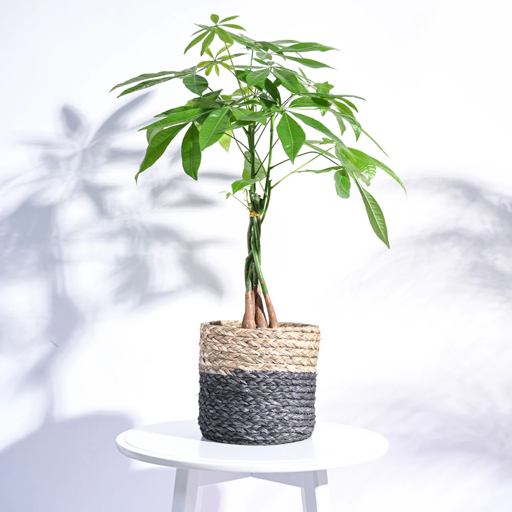 Sabai Grass Planter - Image 11