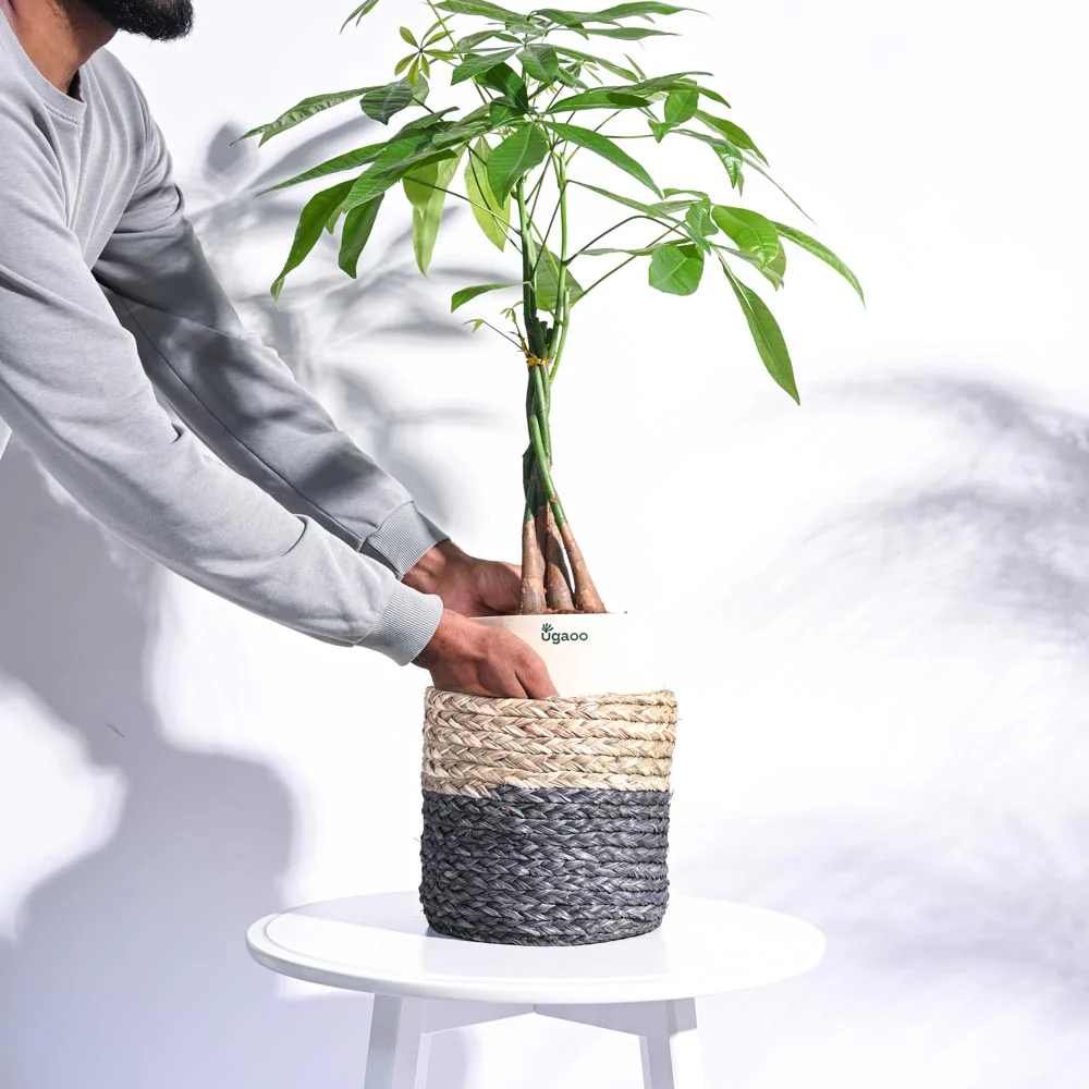 Sabai Grass Planter - Image 14