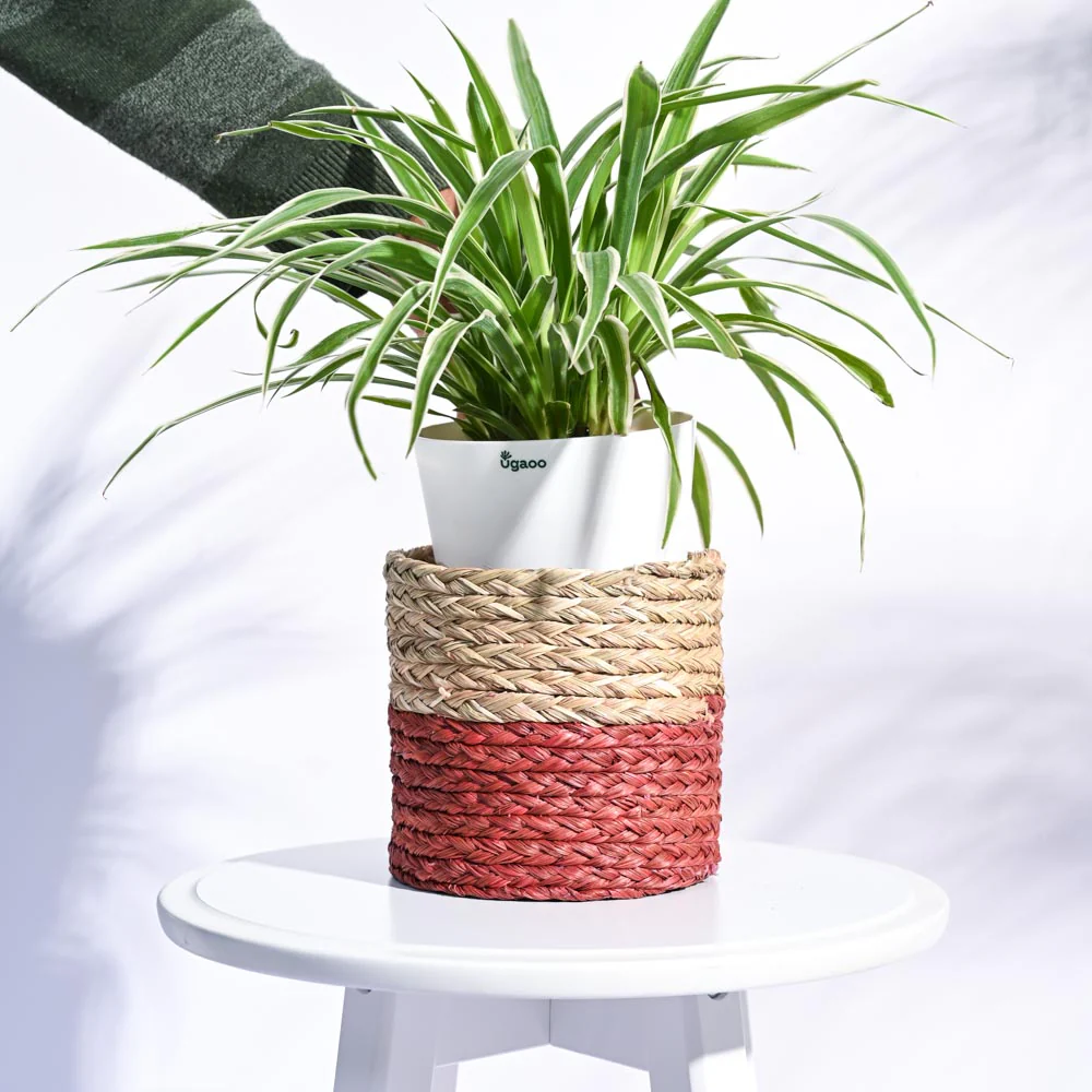 Sabai Grass Planter - Image 9