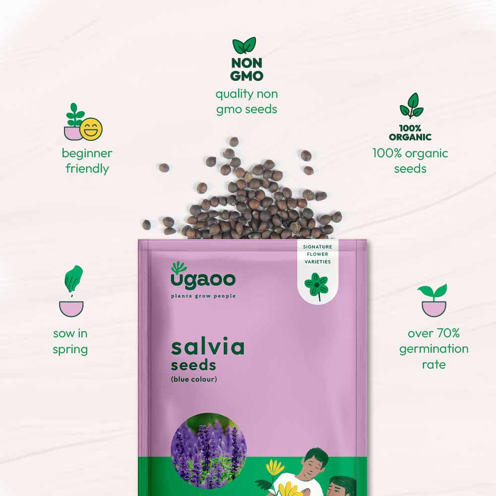 Salvia Blue Seeds - Image 5